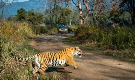 रिपोर्ट : मध्य प्रदेश का कान्हा नेशनल पार्क उत्तराखंड के जिम कार्बेट को हरा बना नंबर वन, शाकाहारी वन्यजीव की है भरमार