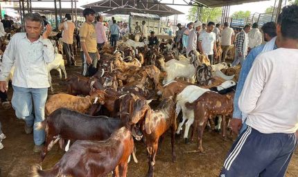 कुर्बानी के लिए दुबई भेजे 10 हजार बकरे, नियमों के खिलाफ एक्सपोर्ट हुए तो करेंगे कार्रवाई: मंत्री कुमावत