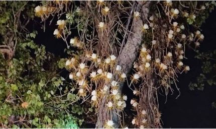 पीपल के पेड़ की एक डाली पर सैकड़ों कमल जैसे फूल खिले, देखने के लिए उमड़ी लोगों की भीड़