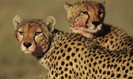 श्योपुर जिले में स्थित चीतों का घर पालपुर कूनो राष्ट्रीय उद्यान में कूनो फारेस्ट रिट्रीट फेस्टिवल का आयोजन किया जाएगा