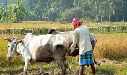 सरकार की ओर से नरमे के बीजों पर 33 प्रतिशत सब्सिडी दी जा रही, किसानों के पास 15 जून तक का समय