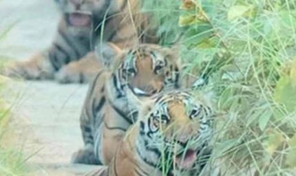 पीलीभीत टाइगर रिजर्व का पर्यटन सत्र 15 जून को होगा समाप्त, फिर पांच माह तक नहीं कर सकेंगे बाघ के दीदार