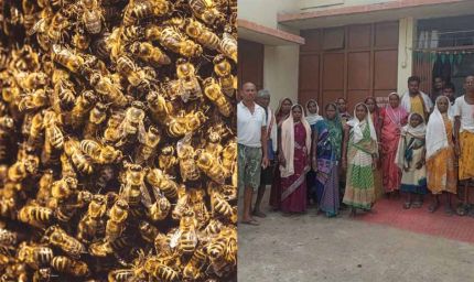 बालोद में मधुमक्खियों के हमले में 15 मजदूर घायल
