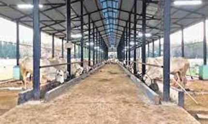 मध्यप्रदेश में बनेंगे कामधेनु निवास, निराश्रित गौवंश के आश्रय का होगा स्थाई समाधान