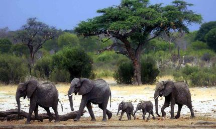 बांधवगढ़ में जंगली हाथियों की पहली बार हो रही पहचान, बन रही एलीफेंट आईडी