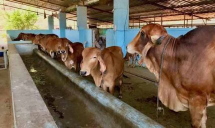 डेयरी विकास योजना के क्रियान्वयन के लिए राज्य स्तरीय समिति गठित