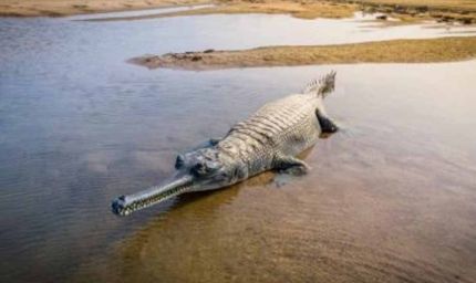 मध्यप्रदेश का दूसरा सोन घड़ियाल अभयारण्य, जहाँ हो रहा है प्राकृतिक पर्यावास में घड़ियालों का प्रजनन