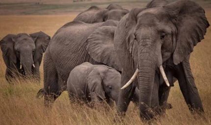 जिम्बाब्वे में लोगों को परोसेगा हाथियों का मांस,  हाथियों की आबादी लगेगी लगाम