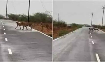 मप्र के कूनो नेशनल पार्क से निकलकर मुरैना पहुंचे पांच चीते, जौरा में सड़क पार करते नजर आए