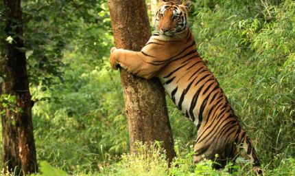 मुख्यमंत्री डॉ. यादव के प्रयासों से कान्हा टाइगर रिजर्व की ऊंची उड़ान