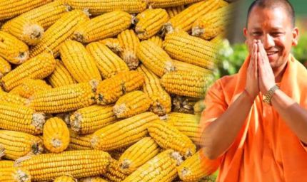 उत्तर प्रदेश में पहली बार सीधे किसानों से MSP पर मक्‍का खरीद शुरू, क्विंटल के इतने रुपए दे रही योगी सरकार