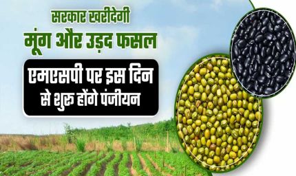 19 जून से 6 जुलाई तक होगा मूंग और उड़द उपार्जन के लिए पंजीयन