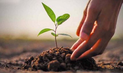 उत्तर बस्तर कांकेर : स्कूल, छात्रावास परिसर, रिक्त मैदानों व सड़कों के किनारे सघन पौधरोपण कराएं- कलेक्टर