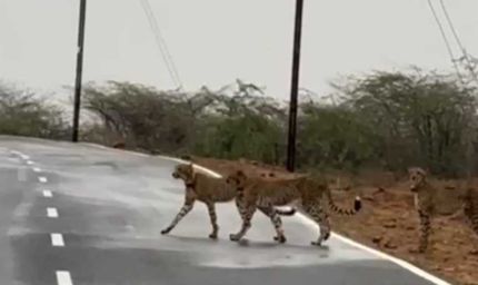 कुनबे संग मादा चीता ने लांघी कूनों की सरहद, चम्बल के बीहड़ में किया प्रवेश