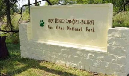 वन विहार में किंग कोबरा की मृत्यु