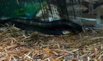 वन विहार राष्ट्रीय उद्यान में दुर्लभ प्रजाति के किंग कोबरा नागार्जुन की मौत, पोस्टमार्टम से खुलेगा राज