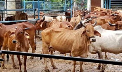 प्रदेश स्तरीय गौ-शाला सम्मेलन 20 जून को, मुख्यमंत्री डॉ. यादव और पशु पालन राज्य मंत्री पटेल होंगे शामिल