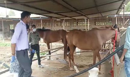 हैदराबाद से जबलपुर लाए घोड़ों की मौत, कलेक्टर ने जांच के लिए दोबारा गठित की टीम