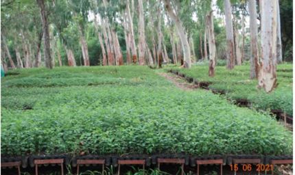 जल गंगा संवर्धन अभियान में वन विभाग की प्रभावी पहल