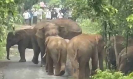 एडु-सिंघनपुर मार्ग पर आधा दर्जन हाथियों का दल अचानक पहुंचा सड़क पर
