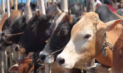 कोरिया : पशुधन विकास विभाग के माध्यम से किया जाएगा पशुओं का क्रय