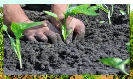 26 जून को किसानों की चौपाल का आयोजन, मुख्य अतिथि मुख्यमंत्री डॉ. मोहन यादव होंगे