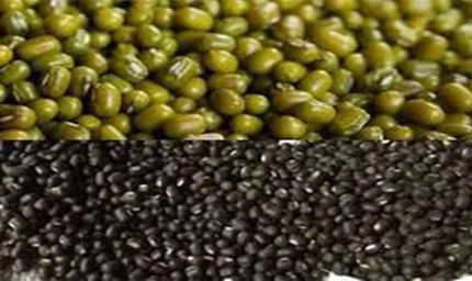 प्रदेश में उत्पादित ग्रीष्मकालीन मूंग और उड़द भारत सरकार मूल्य समर्थन योजना के अंतर्गत न्यूनतम समर्थन मूल्य पर खरीदेगी