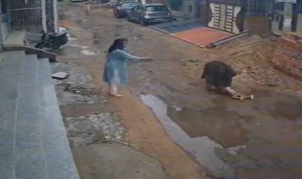 आवारा कुत्तों का आतंक, डेढ़ साल के बच्चे पर हमला, अस्पताल में भर्ती