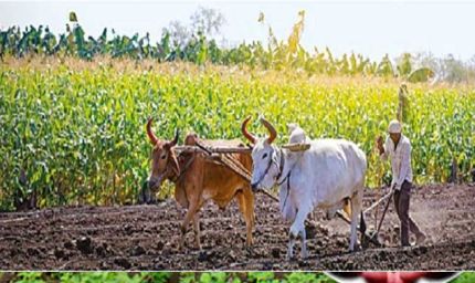 हरियाणा में भूमिहीन किसानों के लिए खुशखबरी, सैनी सरकार देगी जमीन से लेकर खेती और आगे के कामों के लिए प्रोत्साहन राशि