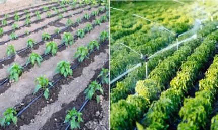 प्राकृतिक और रासायनिक फसलों के उपार्जन के लिए मंडियों में होगी पृथक व्‍यवस्‍था : मुख्‍यमंत्री डॉ. यादव