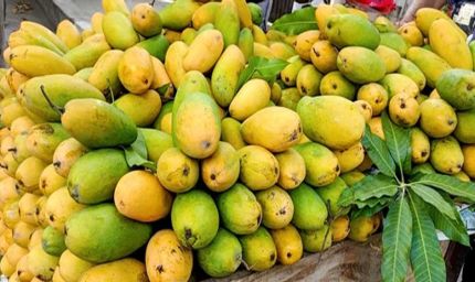 यूएस में इंडियन आम की खेप रिजेक्ट होने से एमपी-यूपी का आम देश में ही सस्ता बिक रहा