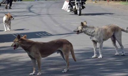 बारिश में स्ट्रीट डॉग्स हो जाते हैं आक्रामक, नगर निगम ने दी सावधानी बरतने की सलाह