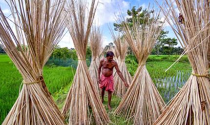 भारतीय किसानों को राहत: बांग्लादेश से जूट आयात पर लगी रोक