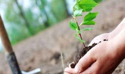 वन विभाग द्वारा एक करोड़ 24 लाख से अधिक पौधे किये गये रोपित