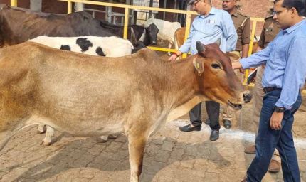 एक भी गौमाता बेसहारा न रहे : उप मुख्यमंत्री शुक्ल