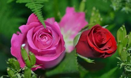 गुना का गुलाब अब विदेशों में बिखेरेगा खुशबू, पेरिस और लंदन में बढ़ी मांग