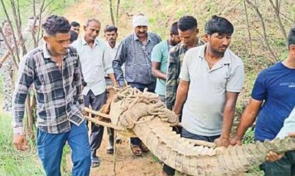 गांव में सनसनी: मगरमच्छ को समझ बैठे लकड़ी, देखते ही मच गया हड़कंप