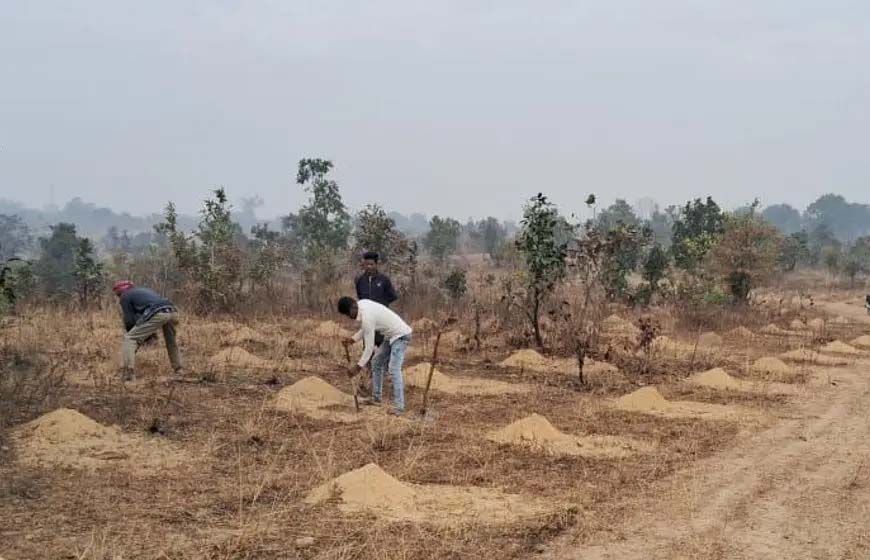 अनूपपुर जिले में रोंपे जाएँगे 12 लाख से अधिक पौधे, गड्ढे हो रहे तैयार