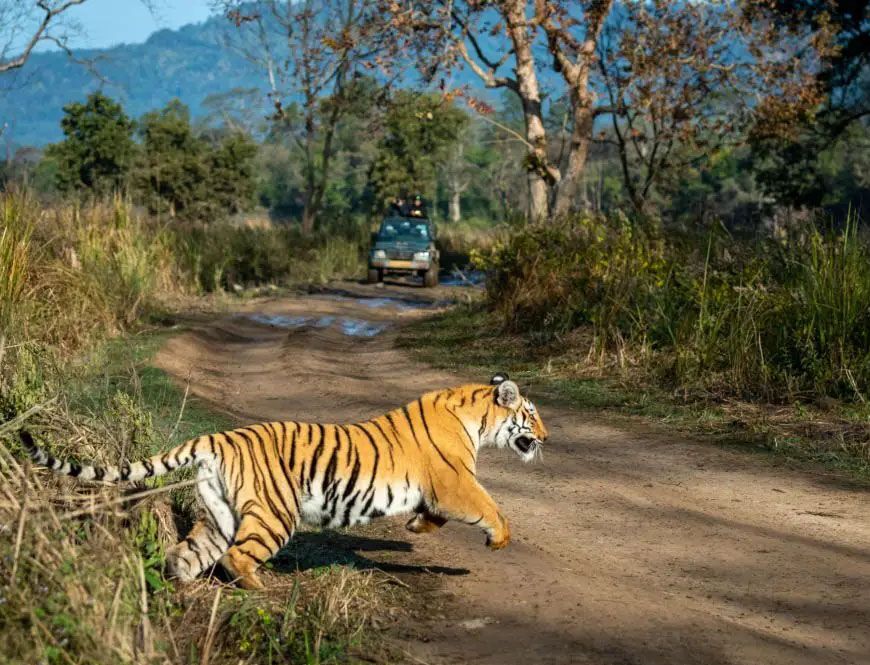 रिपोर्ट : मध्य प्रदेश का कान्हा नेशनल पार्क उत्तराखंड के जिम कार्बेट को हरा बना नंबर वन, शाकाहारी वन्यजीव की है भरमार