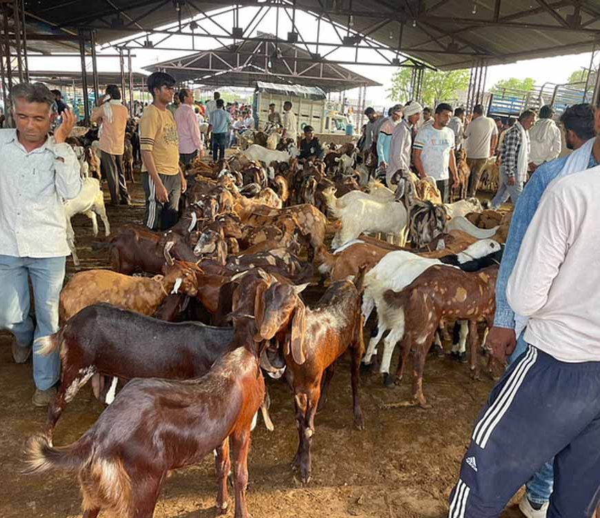 कुर्बानी के लिए दुबई भेजे 10 हजार बकरे, नियमों के खिलाफ एक्सपोर्ट हुए तो करेंगे कार्रवाई: मंत्री कुमावत
