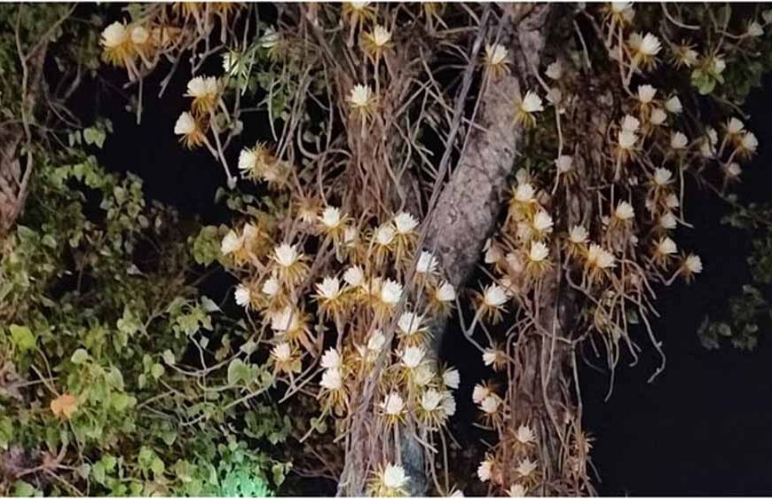 पीपल के पेड़ की एक डाली पर सैकड़ों कमल जैसे फूल खिले, देखने के लिए उमड़ी लोगों की भीड़