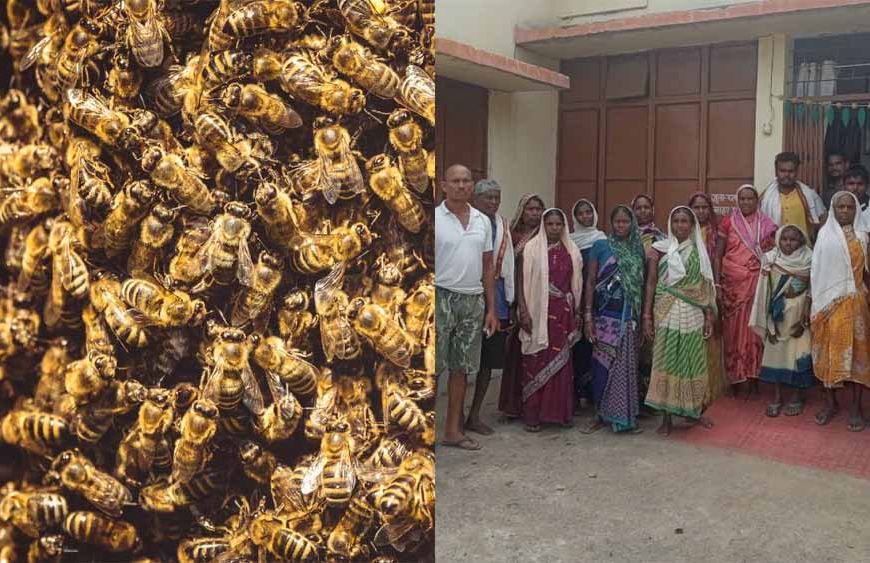 बालोद में मधुमक्खियों के हमले में 15 मजदूर घायल