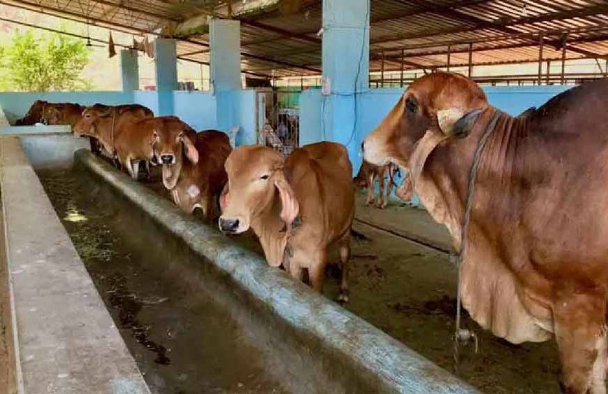 डेयरी विकास योजना के क्रियान्वयन के लिए राज्य स्तरीय समिति गठित