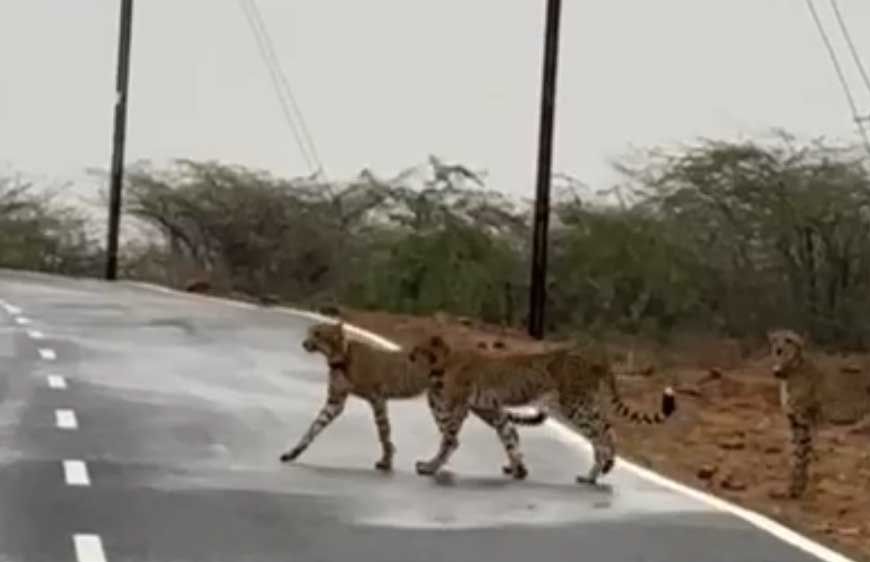 कुनबे संग मादा चीता ने लांघी कूनों की सरहद, चम्बल के बीहड़ में किया प्रवेश