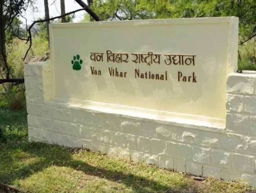 वन विहार में किंग कोबरा की मृत्यु