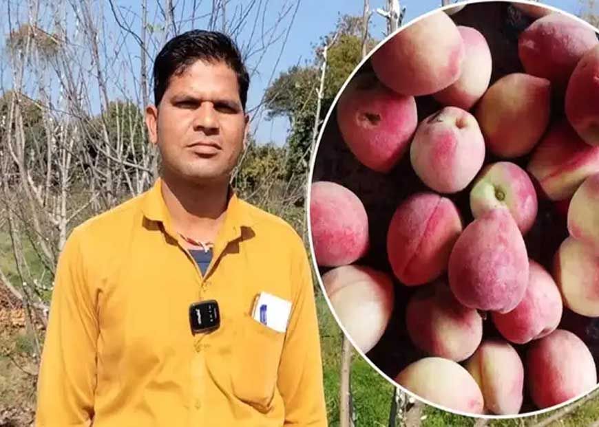 किसान ने बुंदेलखंड में उगा दिए हिमाचल के सेब, खेती कर किया हैरान, अब होगा बंपर मुनाफा