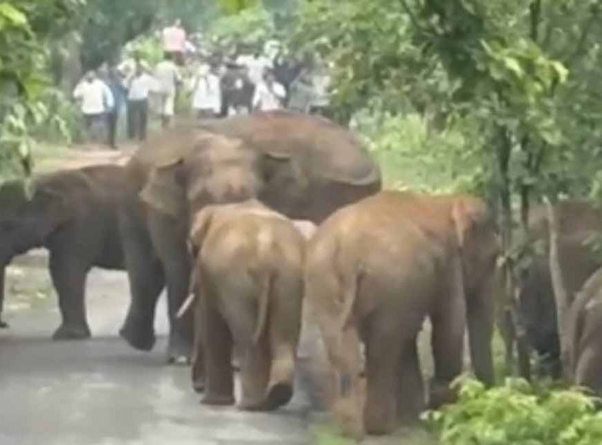 एडु-सिंघनपुर मार्ग पर आधा दर्जन हाथियों का दल अचानक पहुंचा सड़क पर
