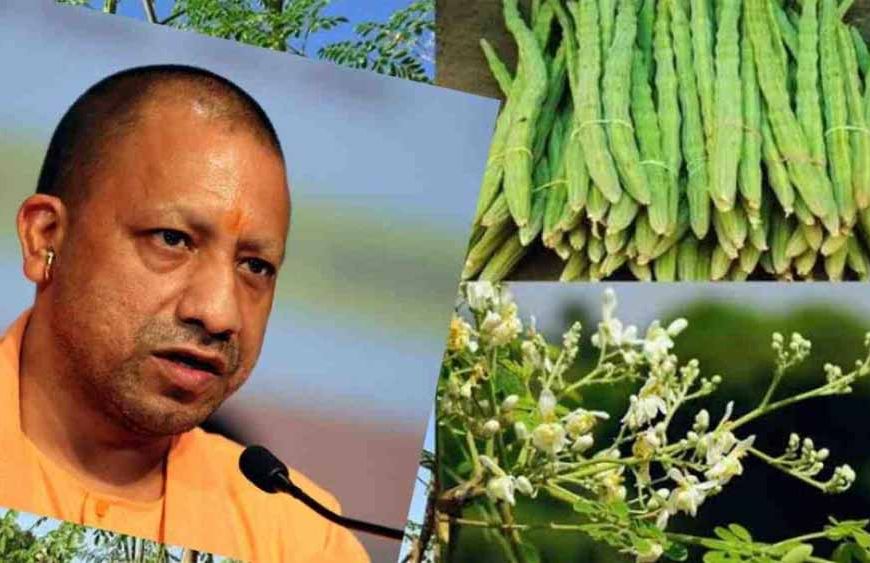 पोषण का पावरहाउस कहे जाने वाले सहजन को लेकर खास निर्देश