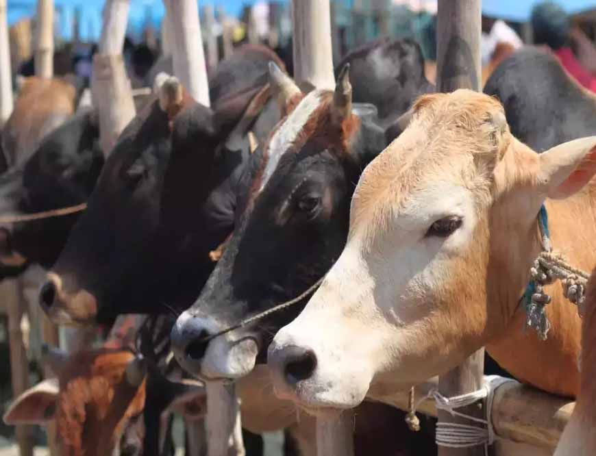 कोरिया : पशुधन विकास विभाग के माध्यम से किया जाएगा पशुओं का क्रय