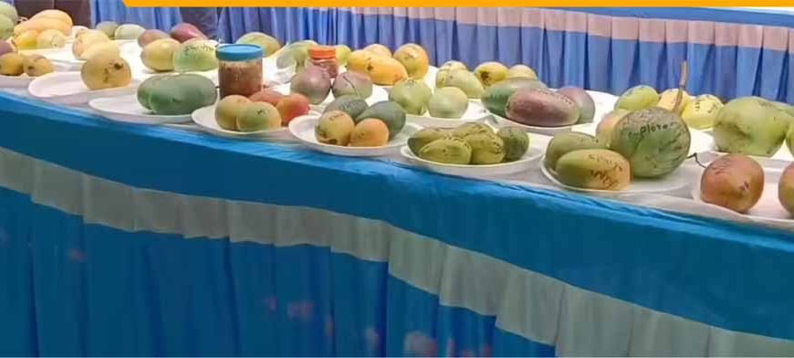 60 किस्मों के आमों की प्रदर्शनी, देसी और विदेशी आम बने आकर्षण का केंद्र